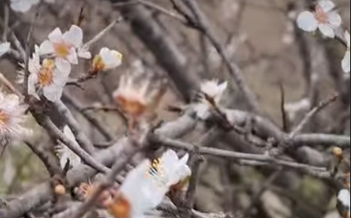 В Одеській області алича переплутала пори року і зацвіла